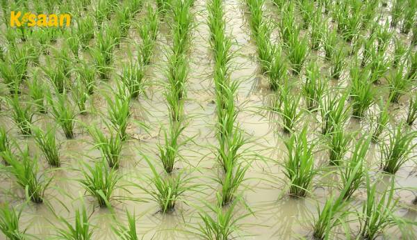 सरकार ने इस खरीफ सीजन में एमएसपी पर 86,243 करोड़ रुपये का धान खरीदा है सरकार ने इस खरीफ सीजन में एमएसपी पर 86,243 करोड़ रुपये का धान खरीदा है